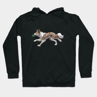 Running Tricolor Brown Lilac Merle Border Collie with Frisbee Hoodie